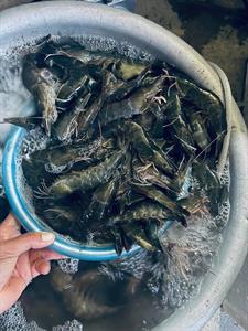 sản phẩm từ tôm